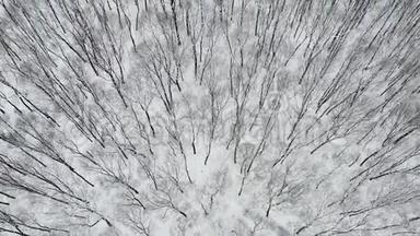 冬季在林地的雪覆盖树上飞行的高空顶降无人机. 4的高空飞碟